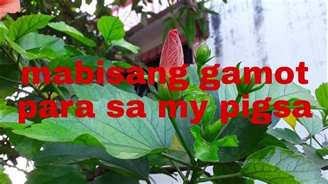 Mabisang Gamot Sa Pigsa .